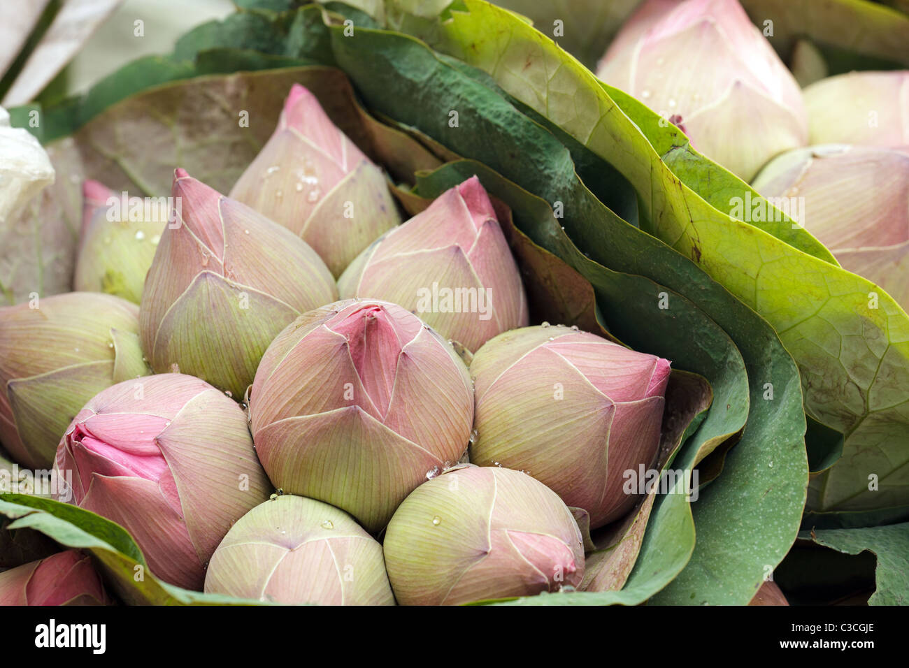 Bouquet di lotus bud a Bangkok il mercato dei fiori Foto Stock