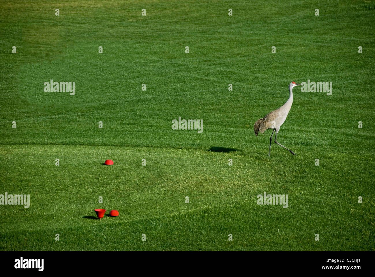 Sandhill gru a piedi su un campo da golf in Springhill, FL Foto Stock