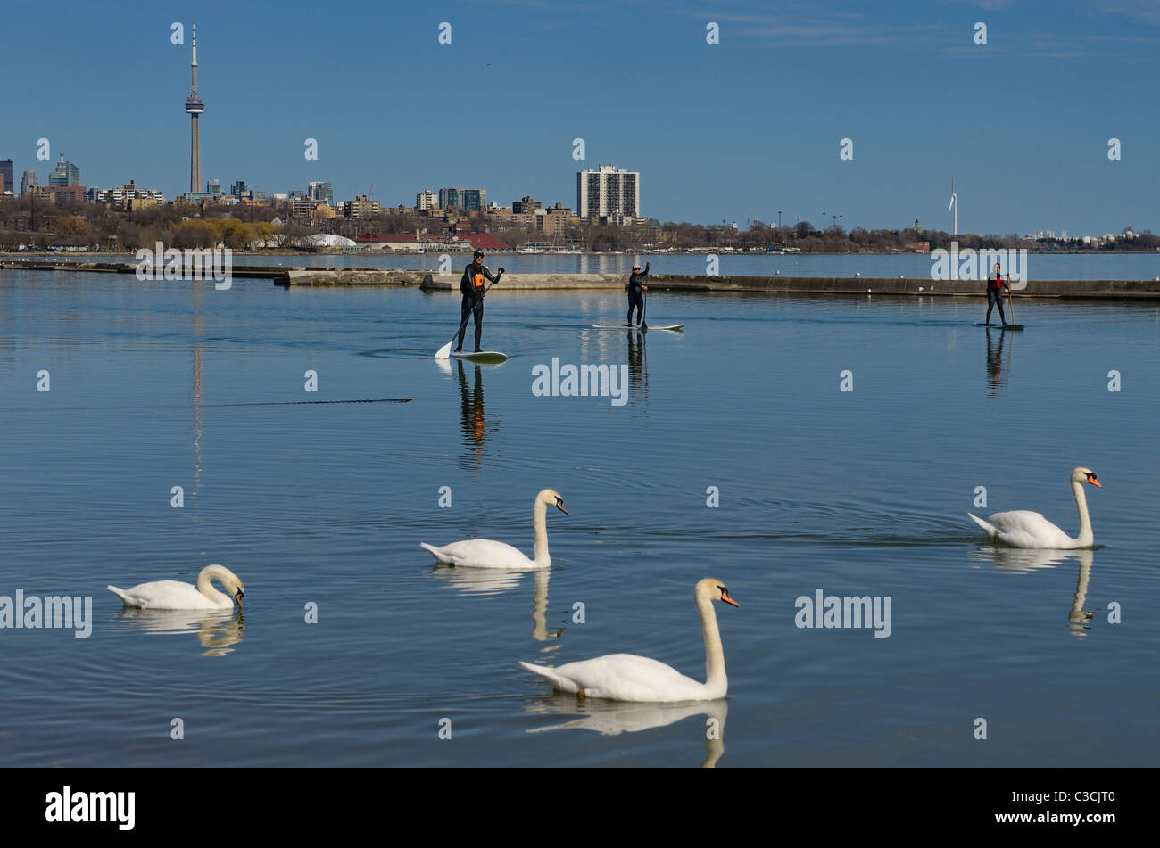 Tre persone stand up paddle surf in mute con cigni sul lago Ontario con Toronto CN Tower Foto Stock