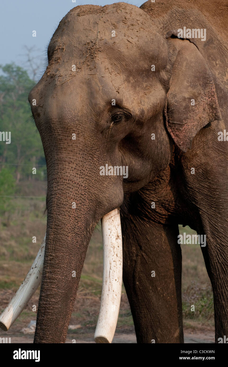 Elefante asiatico presso l'Elefante Centro di allevamento, Sauraha Foto Stock