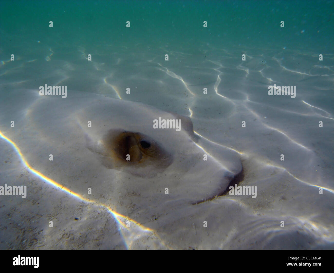 Stingray sepolto nella sabbia in acqua poco profonda Foto Stock