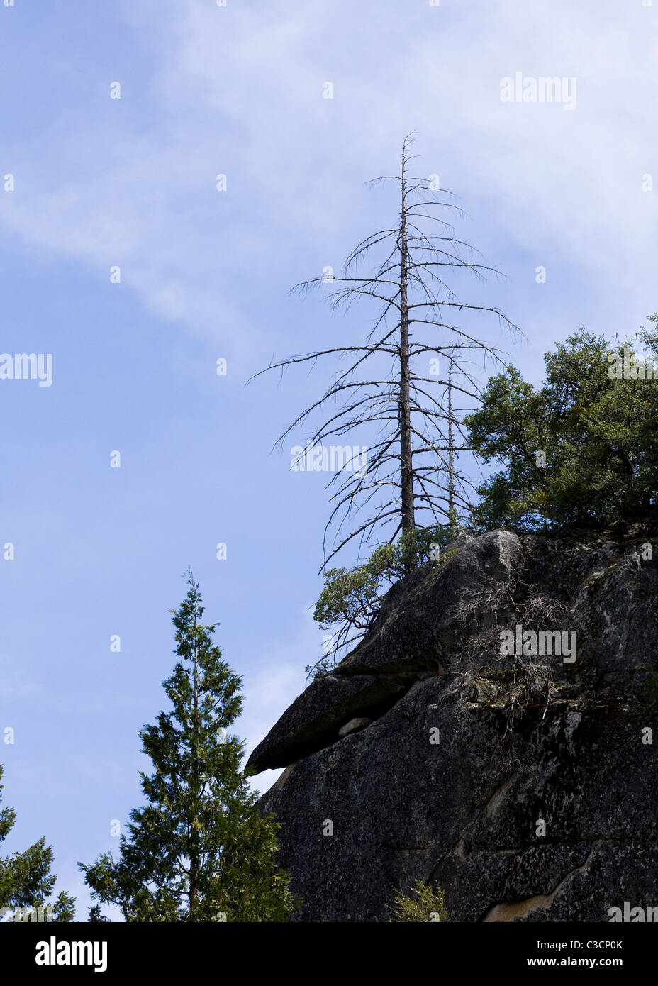 Morto pino sulla scogliera di roccia - Sierra Nevada, in California, Stati Uniti d'America Foto Stock