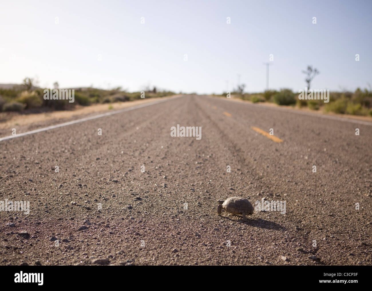 Deserto Mojave tartaruga (Gopherus agassizii) camminando sulla carreggiata - Mojave, California USA Foto Stock
