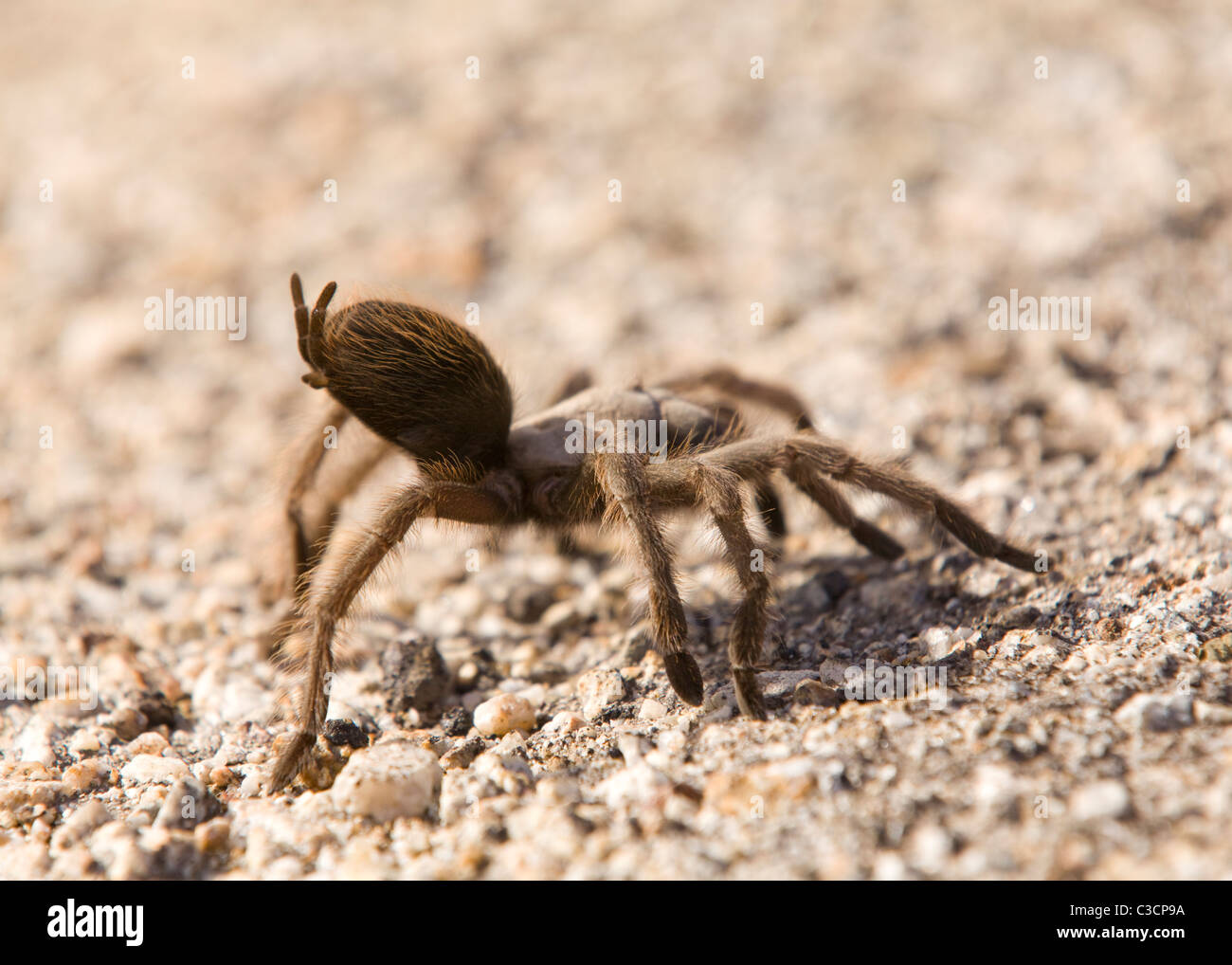 California Ebano Tarantula (Aphonopelma eutylenum) - Lago di soda, California USA Foto Stock