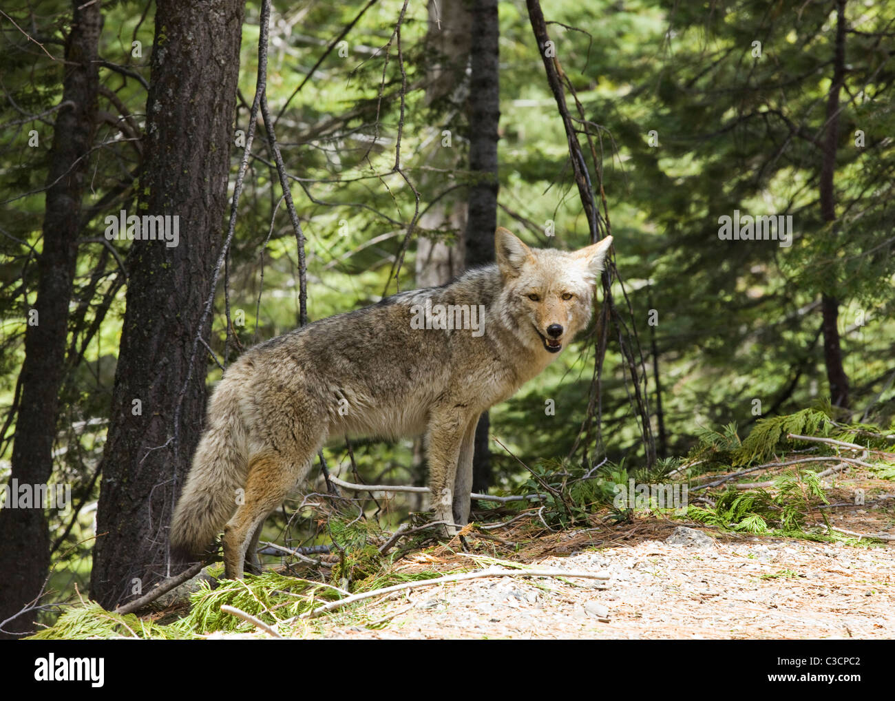 North American Mountain Coyote (Canis latrans)sul bordo della foresta - California USA Foto Stock
