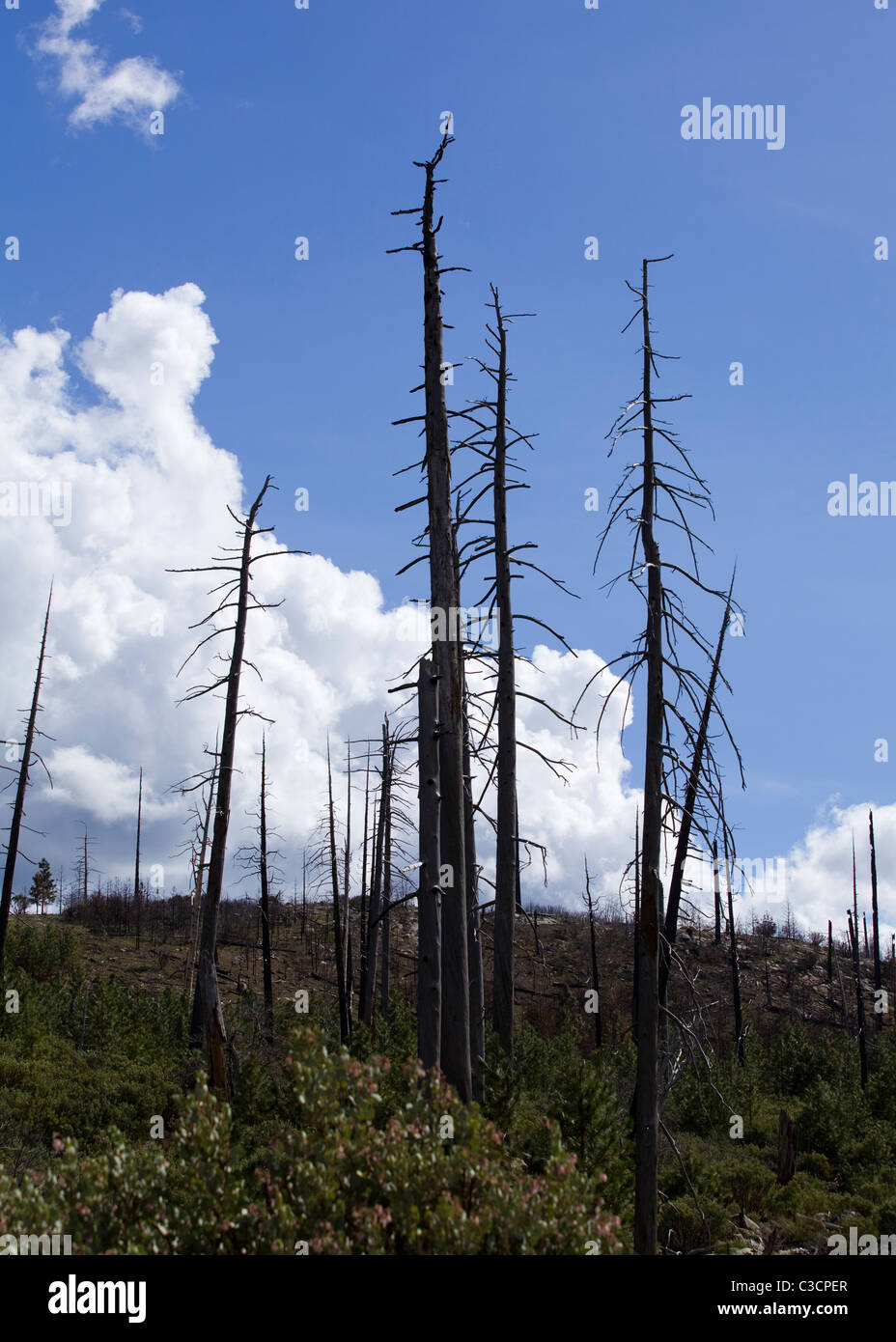 Alberi bruciati nel fuoco della foresta, contro blu cielo nuvoloso - Sierra Nevada, in California, Stati Uniti d'America Foto Stock