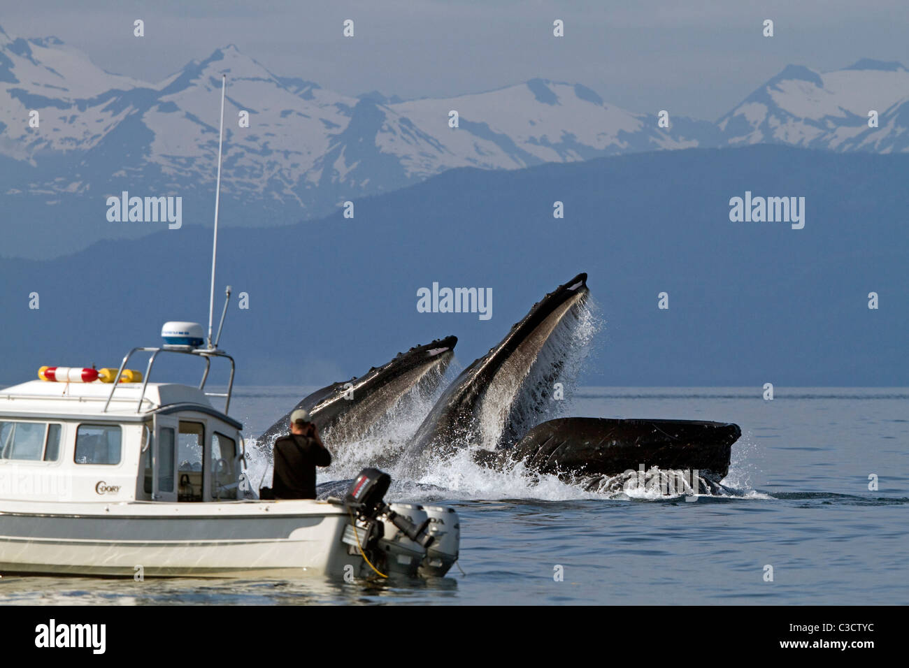 Humpback Whale (Megaptera novaeangliae). La balena watcher per scattare foto delle balene bolla alimentazione rete. Foto Stock