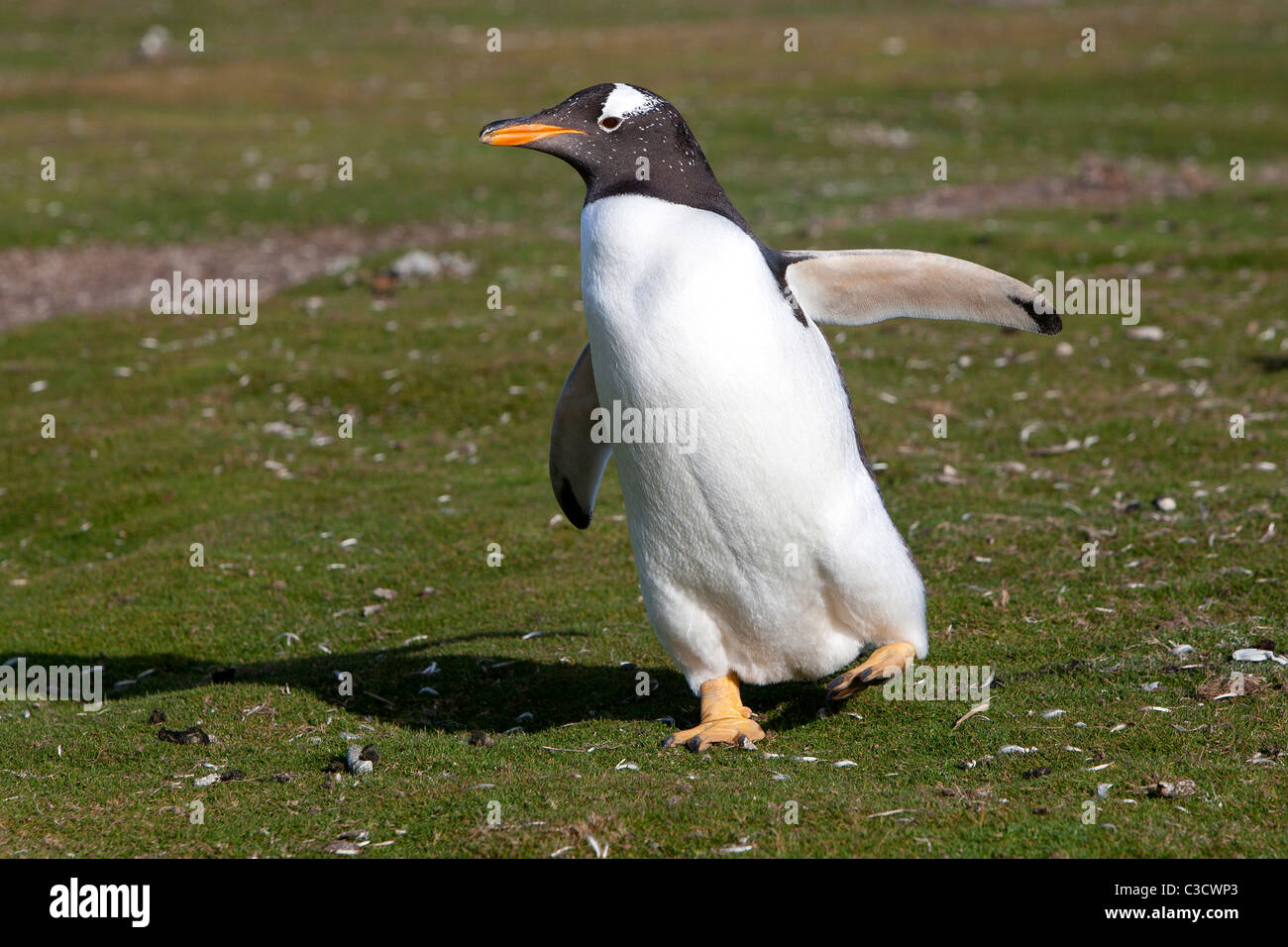 Pinguino Gentoo (Pygoscelis papua), in esecuzione. Sea Lion Island, Isole Falkland. Foto Stock