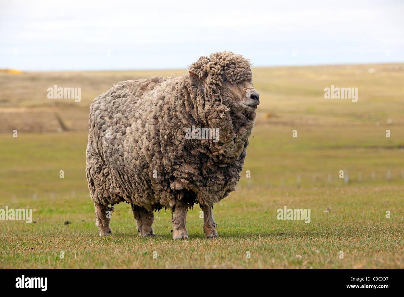 Gli animali domestici delle specie ovina (Ovies ammon aries). Razza mista di Corriedale e Cormo. Isola di ghiaia, Isole Falkland. Foto Stock
