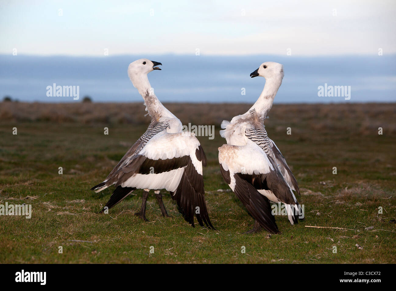 Altopiano d'oca, Magellan Goose (Chloephaga picta), maschi combattimenti. Sea Lion Island, Isole Falkland. Foto Stock