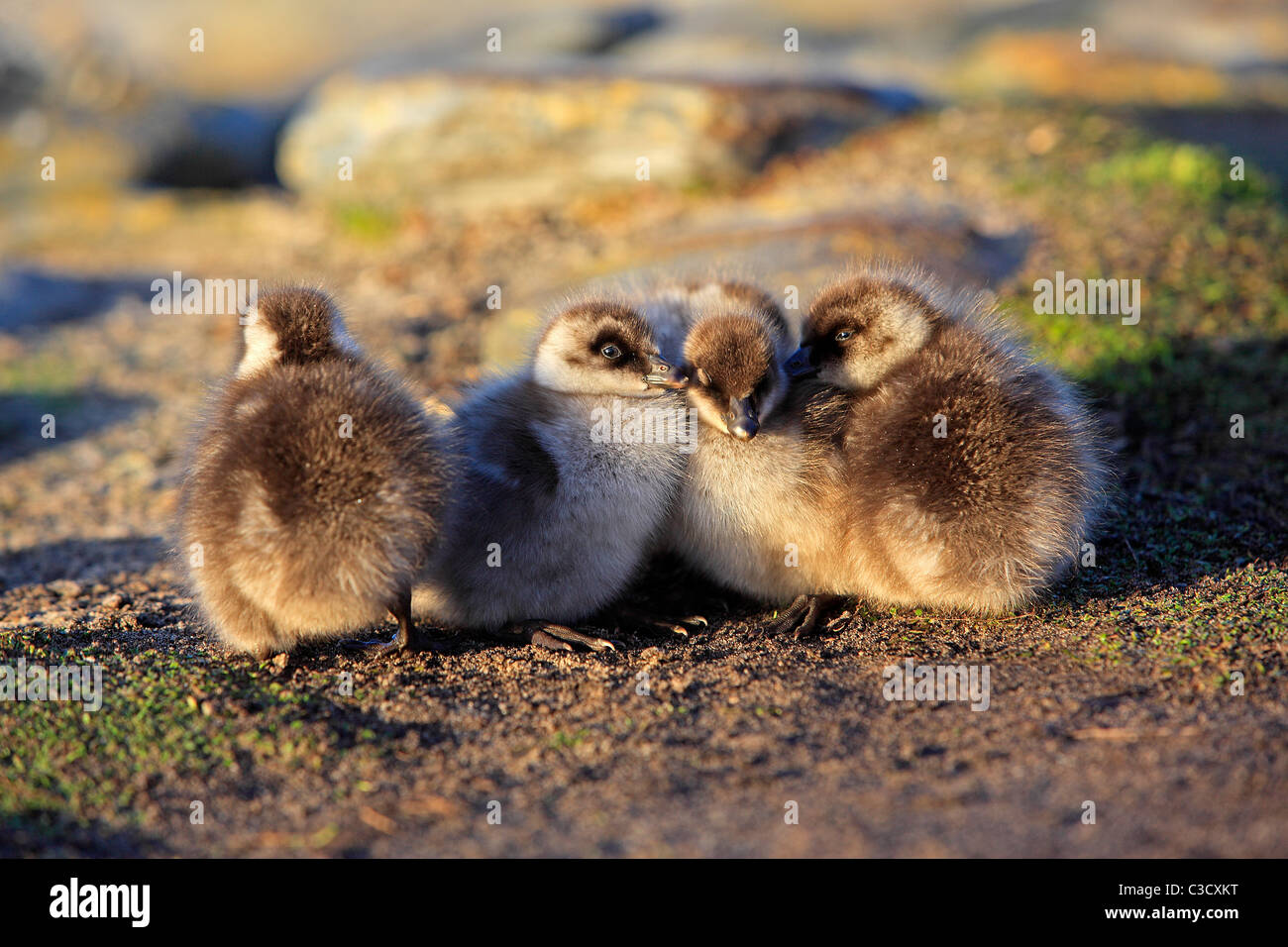 Altopiano d'oca, Magellan Goose (Chloephaga picta), gosslings appoggiata. Sea Lion Island, Isole Falkland. Foto Stock