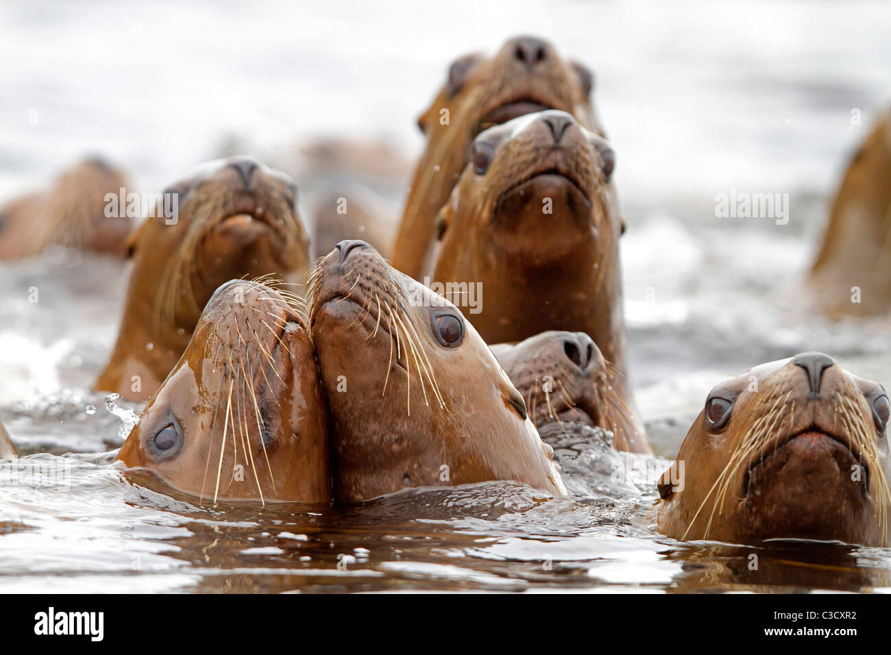 Steller leoni marini, Northern Sea Lion (Eumetopias jubatus), gruppo nuotare nel mare. L'Alaska. Foto Stock