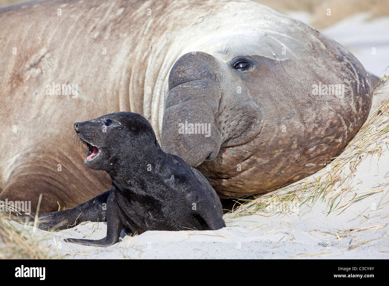 Elefante marino del sud (Mirounga leonina). Bull con il bambino. Foto Stock
