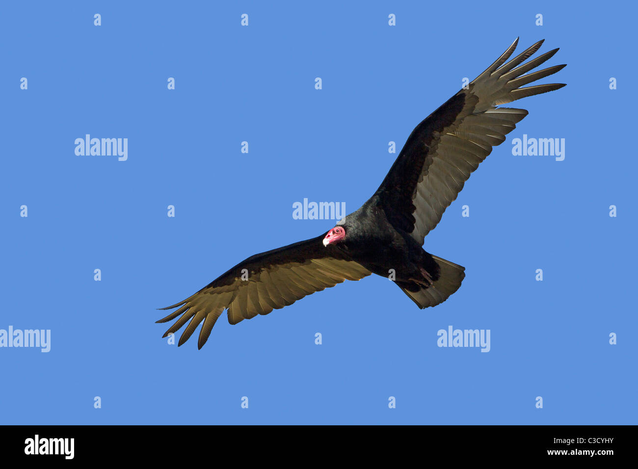 La Turchia Vulture (Cathartes aura), adulto in volo. Sea Lion Island, Isole Falkland. Foto Stock