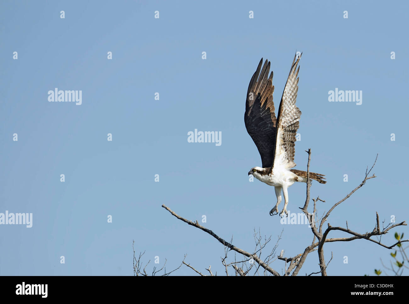 Un falco pescatore (Pandion haliaetus) batte le sue ali e prende il volo, artigli proteso Foto Stock
