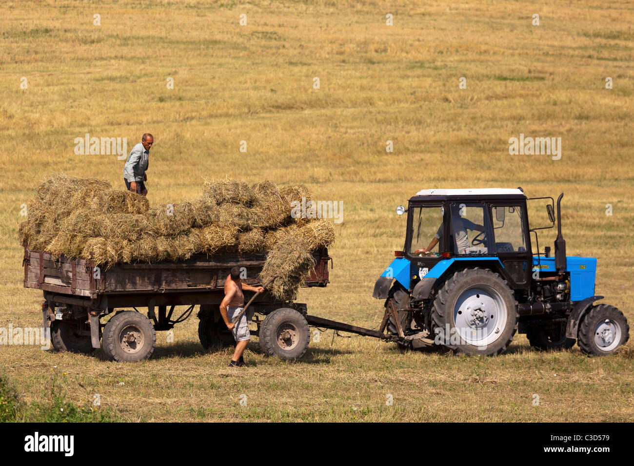 Raccolto in Galizia, Ucraina occidentale Foto Stock