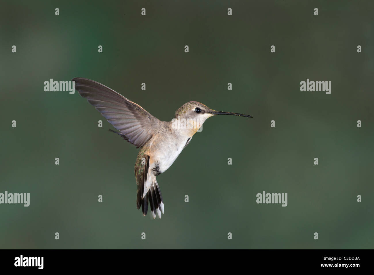 Calliope femmina Hummingbird Hovering in volo Foto Stock
