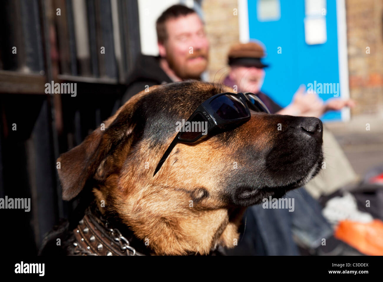 Cane che indossa gli occhiali da sole Gucci si siede con bevitori di strada  al di fuori di un senzatetto ostello a Soho, Londra Foto stock - Alamy