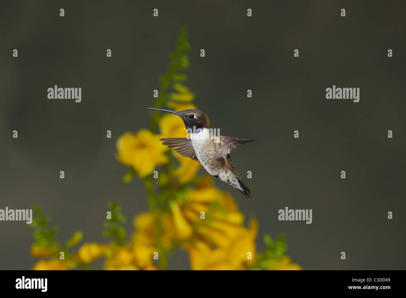 Maschio nero-chinned Hummingbird Hovering Vicino a Golden Fiori Foto Stock