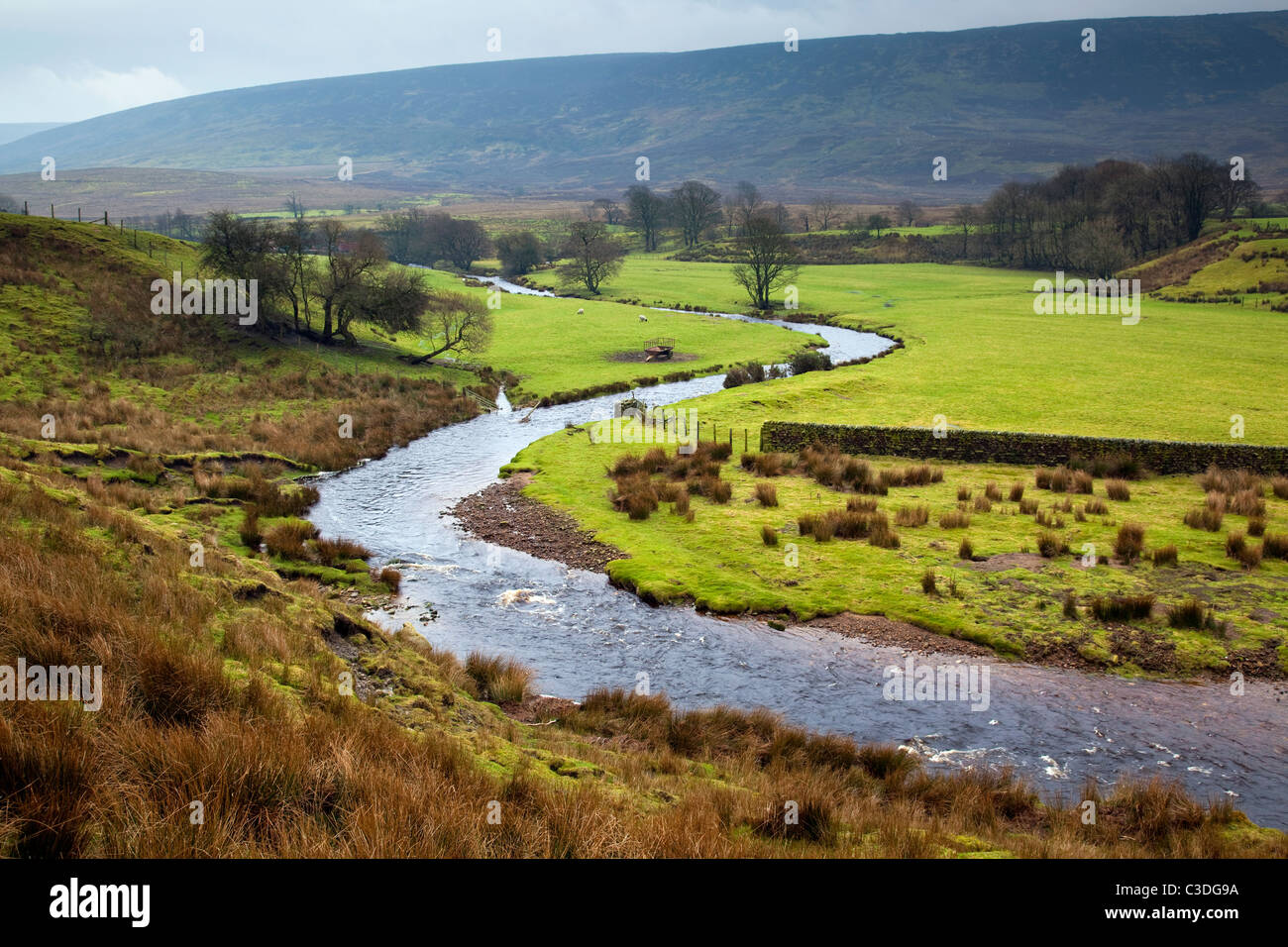 Il fiume Wyre fluente attraverso la foresta di Bowland, Lancashire Foto Stock