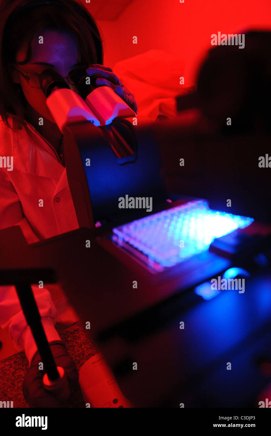 Donna scienziato in camera oscura della scienza con illuminazione rossa guardando giù microscopio con schermo di computer in background Foto Stock