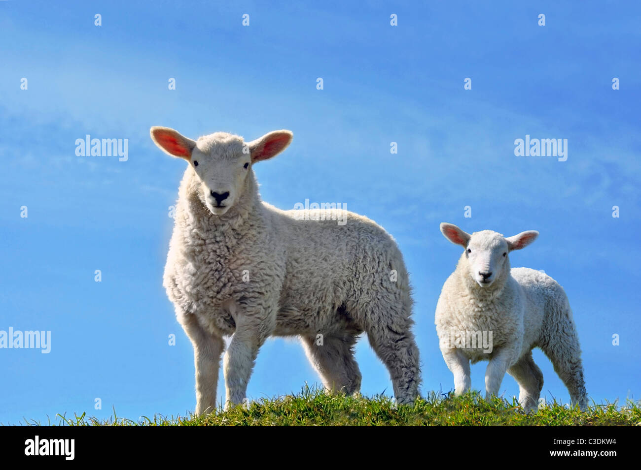 Due graziosi curioso agnelli guardando la telecamera su un prato verde campo con un cielo blu in primavera Foto Stock