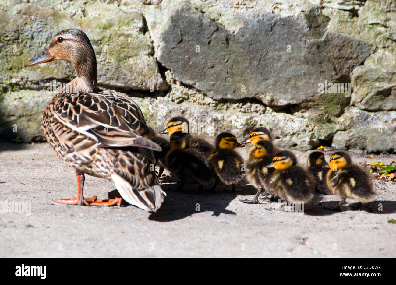 Mamma anatra selvatica con confezione di carino piccolo anatroccoli sul patio Foto Stock