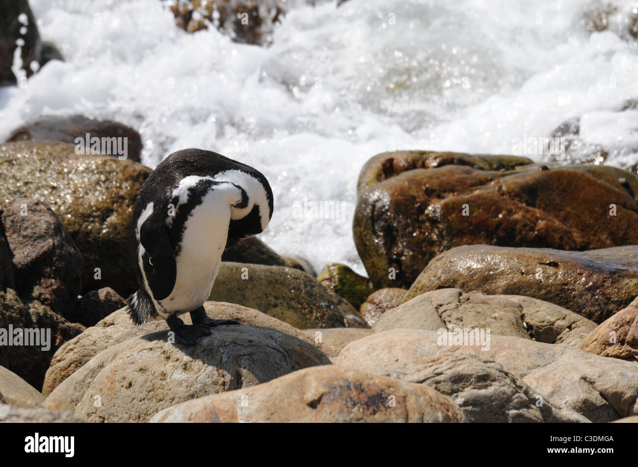 I Penguins africani in acque agitate Foto Stock