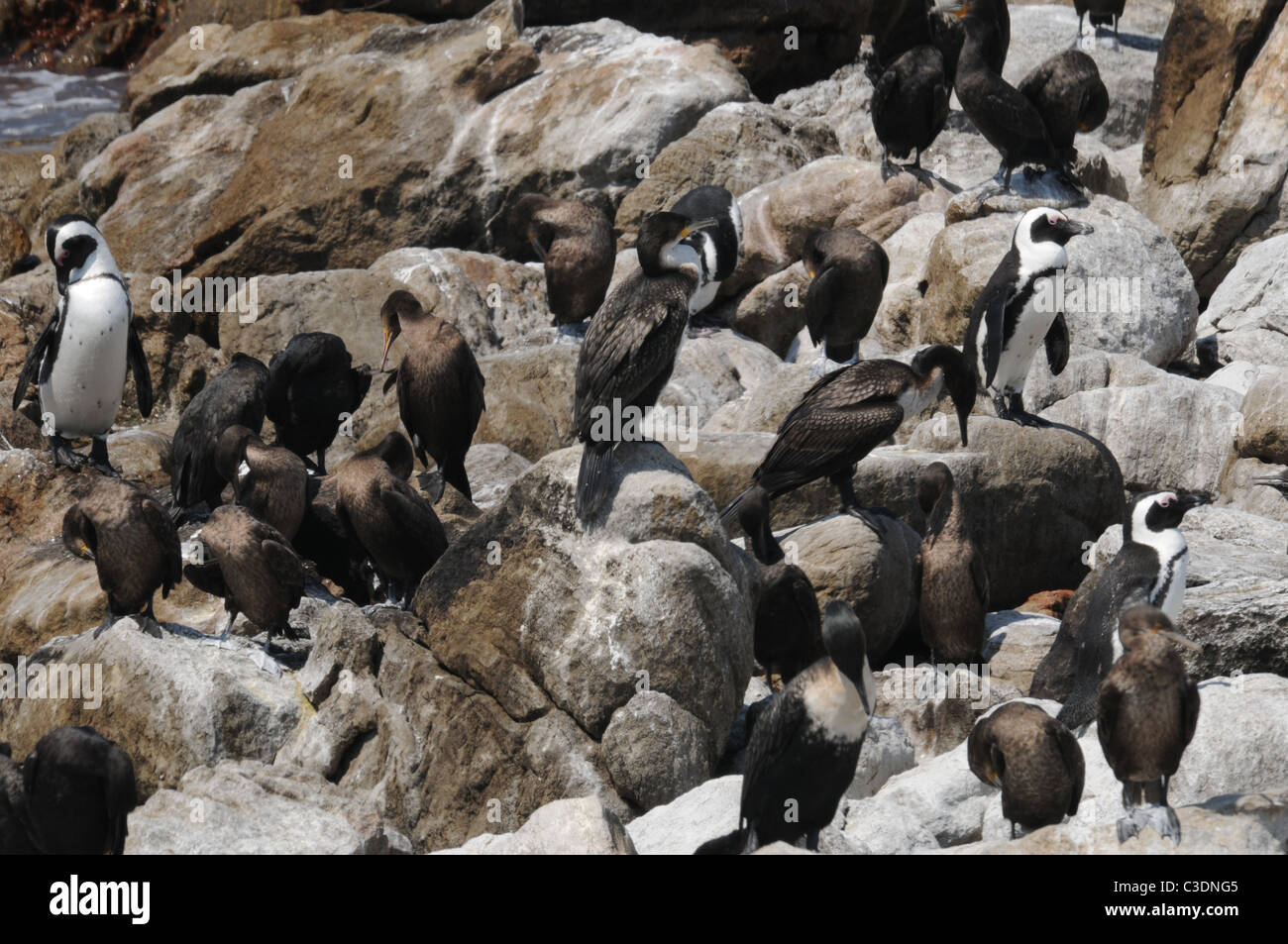 Una colonia di Cormorani e pinguini africani, pinguini, natura, paesaggi marini, gli uccelli, cormorani Foto Stock