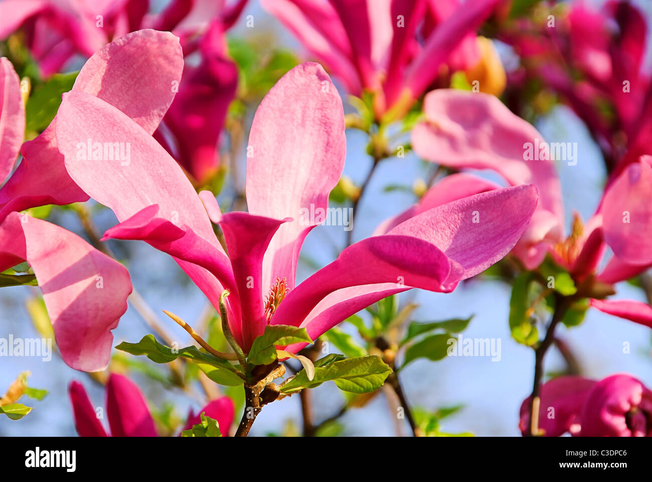 Magnolie - magnolia 15 Foto Stock