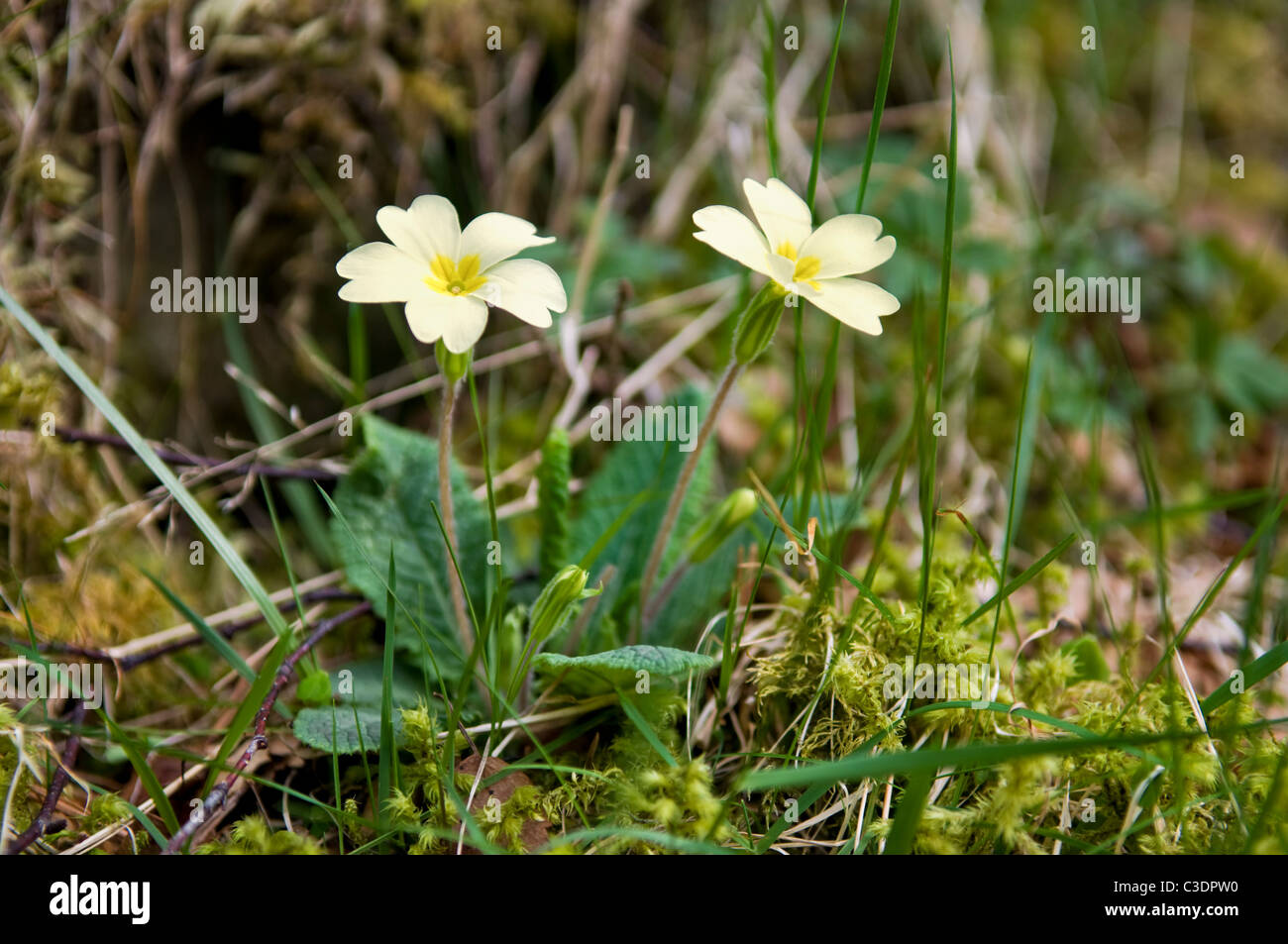 Comune di primule crescente nella zona boschiva vicino a Lairg, Sutherland, Scozia Foto Stock