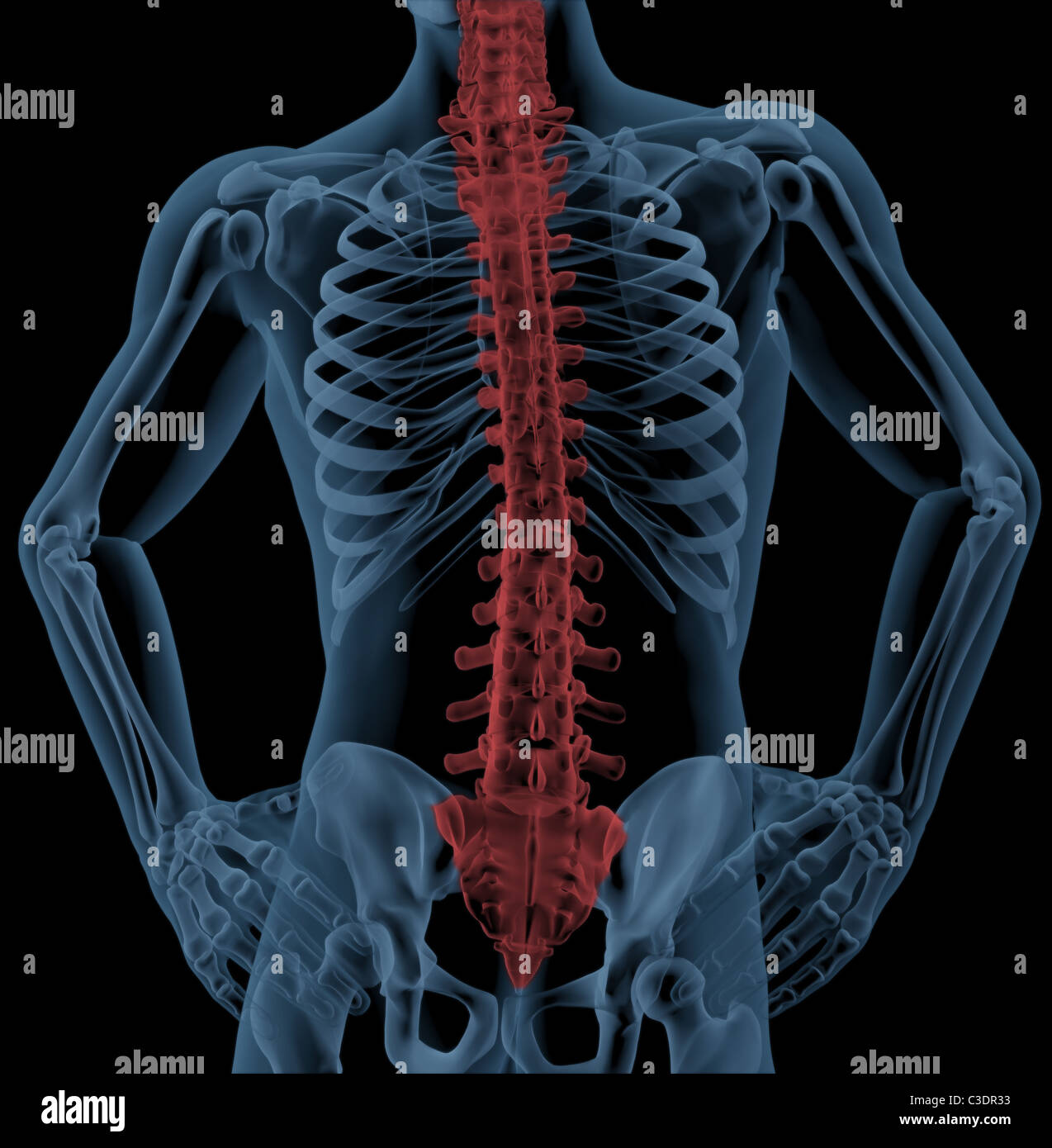 Lo scheletro di medici con spin evidenziata Foto Stock