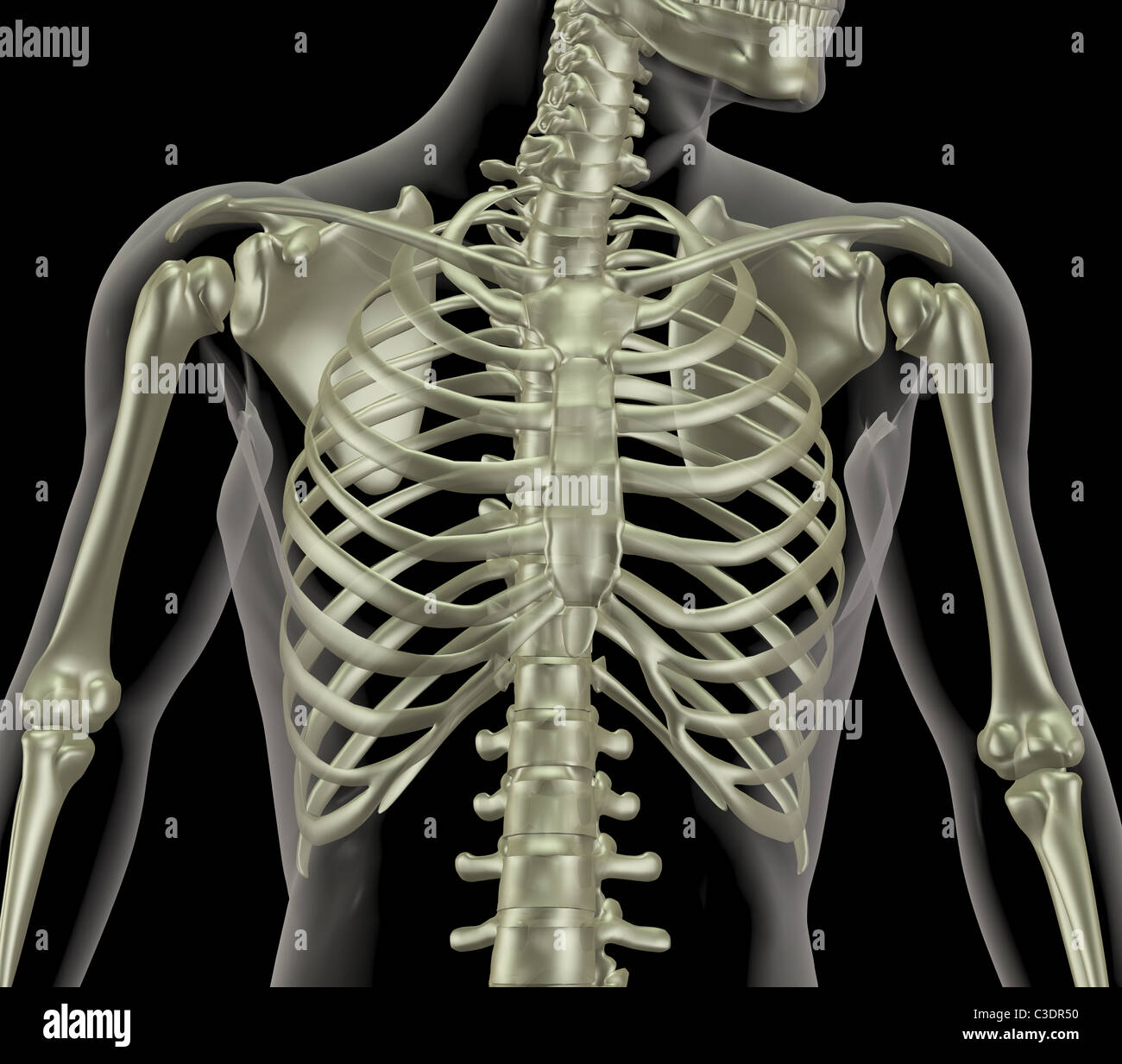 3D render di uno scheletro che mostra close up della gabbia toracica Foto Stock