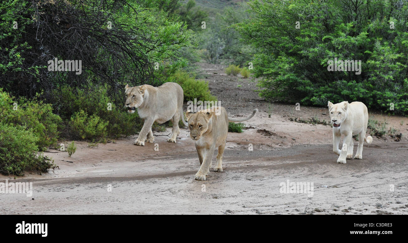 Wild bianco e marrone leone femmina insieme, una coppia di leoni Foto Stock