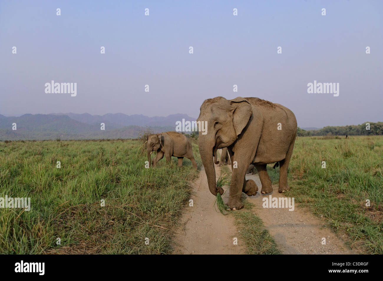 Asiatico elefanti selvatici allevamento attraversamento strada sterrata Dhikala vicino al parco di cittadino di Corbett, India. ( Elephas maximus ) Foto Stock