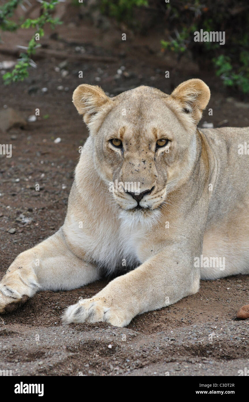 Leone femmina, la fauna selvatica, natura, semi-deserto Foto Stock