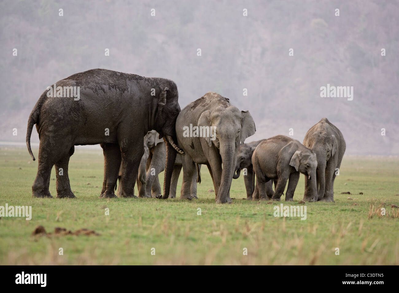 Famiglia di elefanti nel bosco selvatico di Jim Corbett, India. [Elephas maximus] Foto Stock