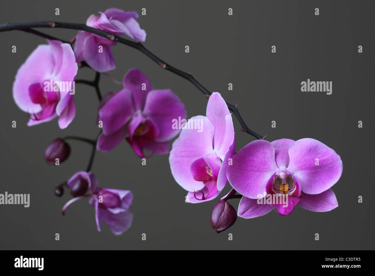 Immagine elegante di un orchidea viola in fiore perfetto per un tranquillo sfondo o zen come concetto. Foto Stock
