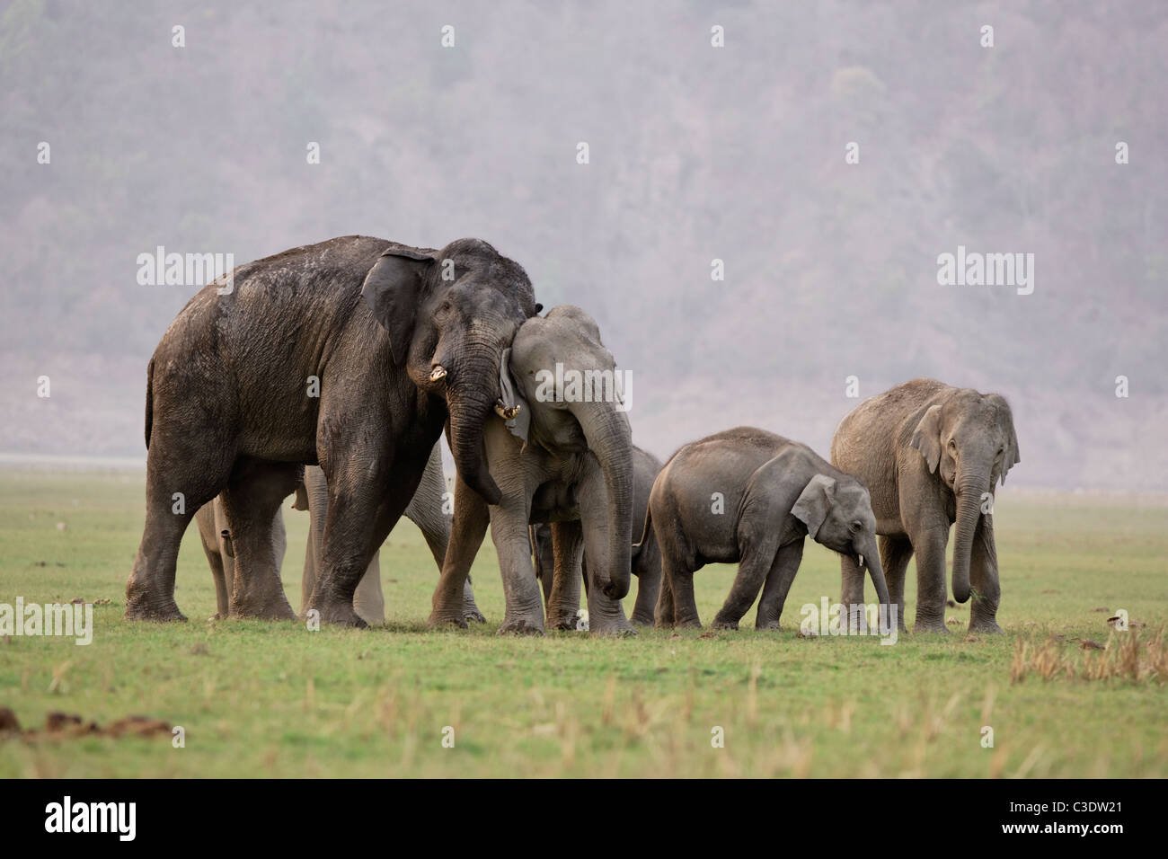 Famiglia di elefanti nel bosco selvatico di Jim Corbett, India. [Elephas maximus] Foto Stock