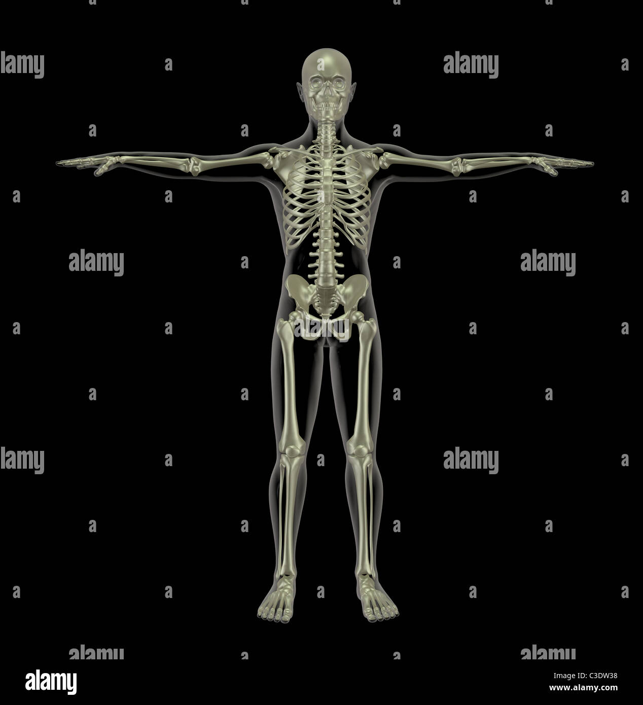 3D render permanente dello scheletro umano Foto Stock