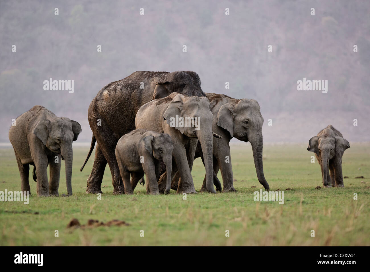Famiglia di elefanti in movimento nel bosco selvatico di Jim Corbett National Park, India. Foto Stock