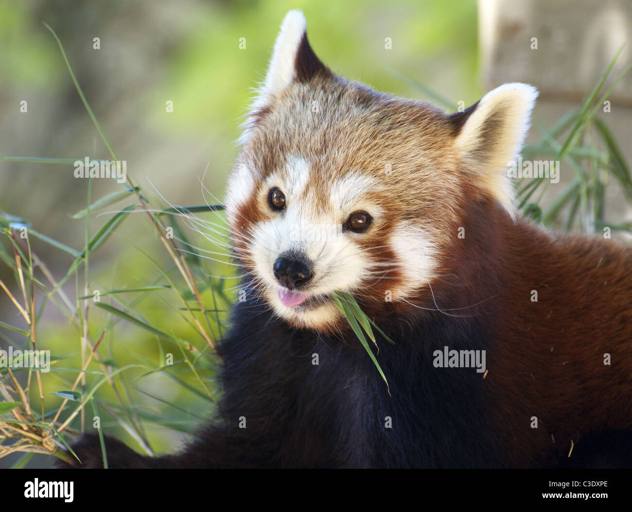 Panda rosso mangiare Foto Stock