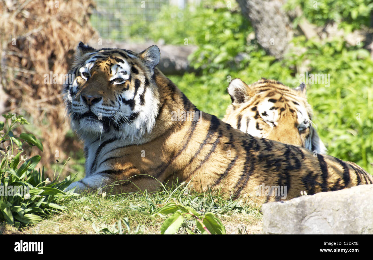 (Amur siberiano tigri) Foto Stock