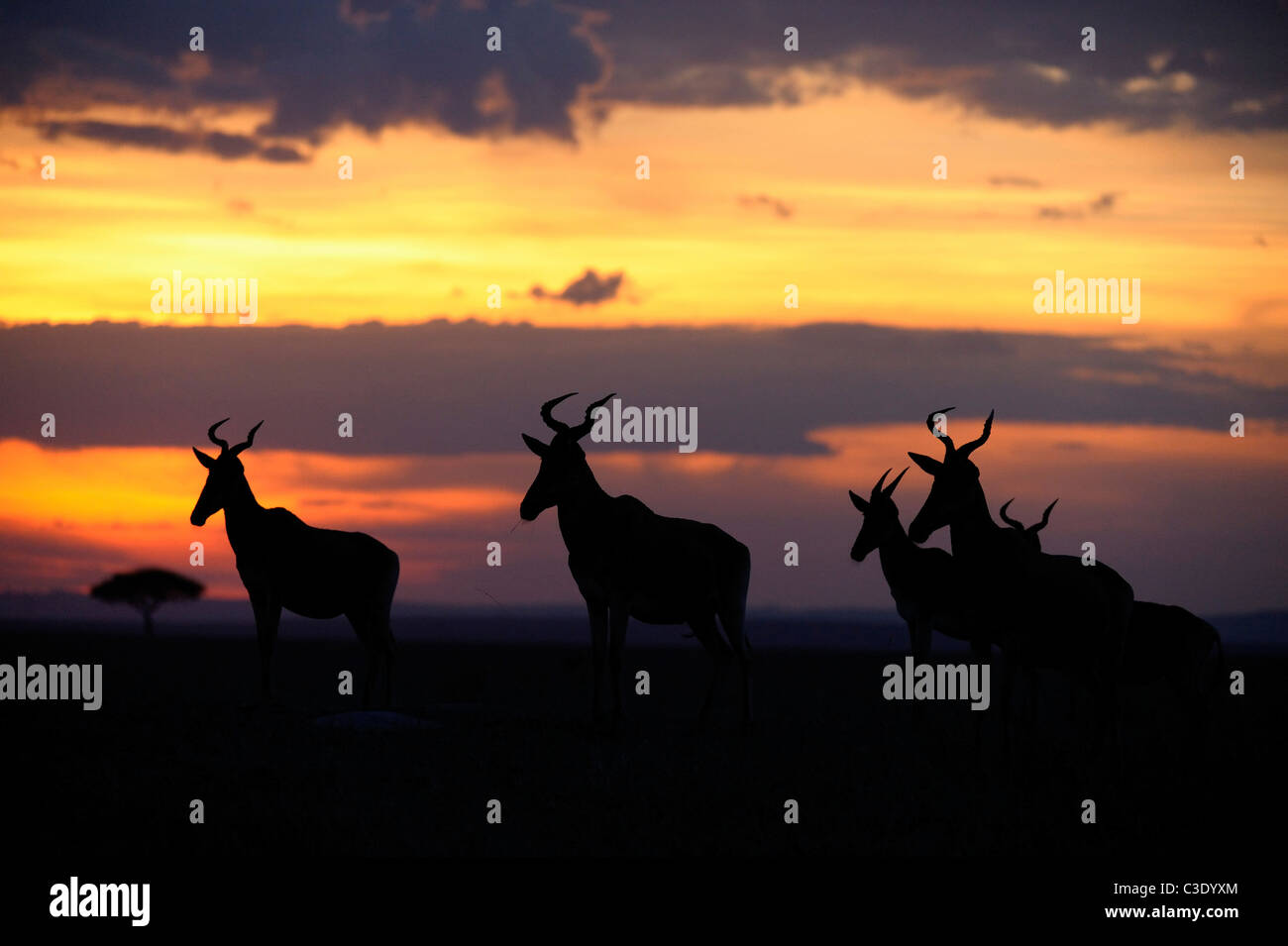 Hartebeests (Alcelaphus buselaphus) al tramonto nel Masai Mara Foto Stock