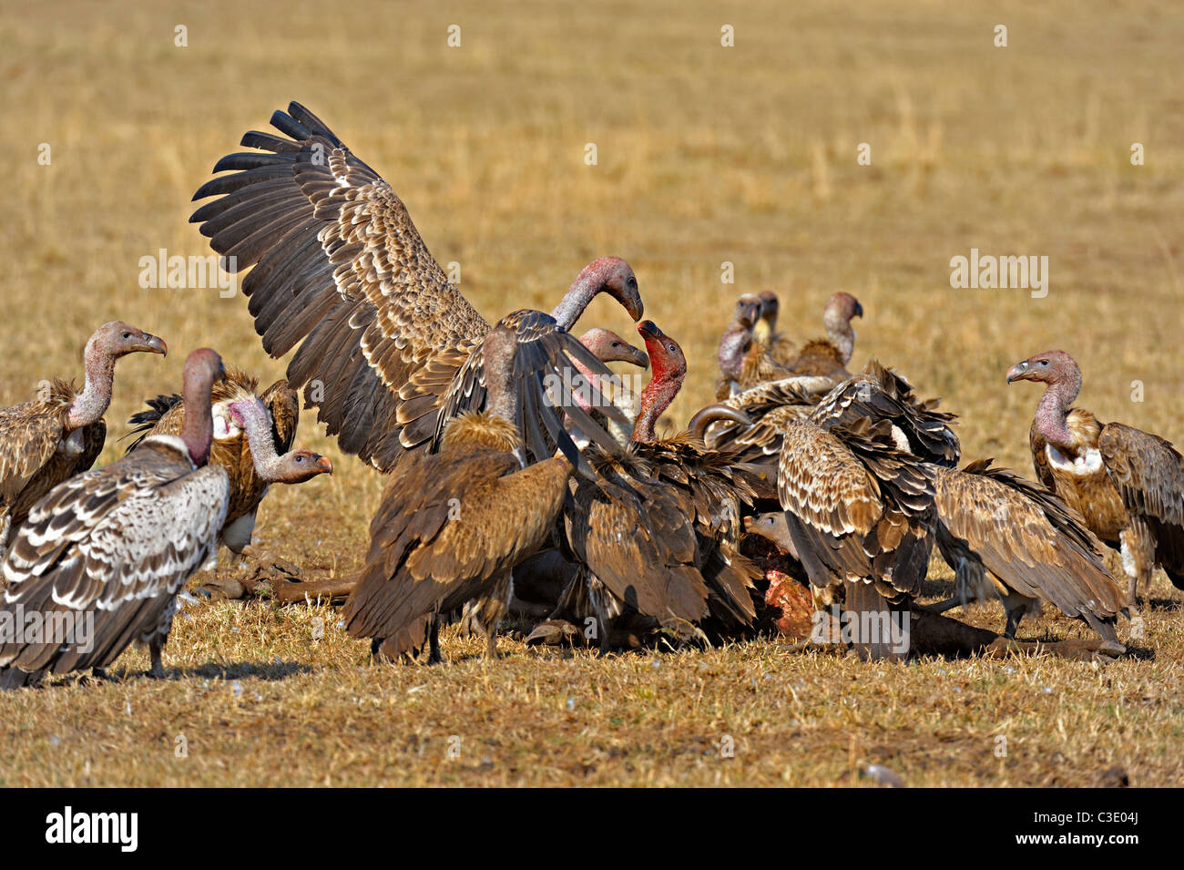 Gli avvoltoi combattere su una carcassa in Masai Mara, Kenya Foto Stock