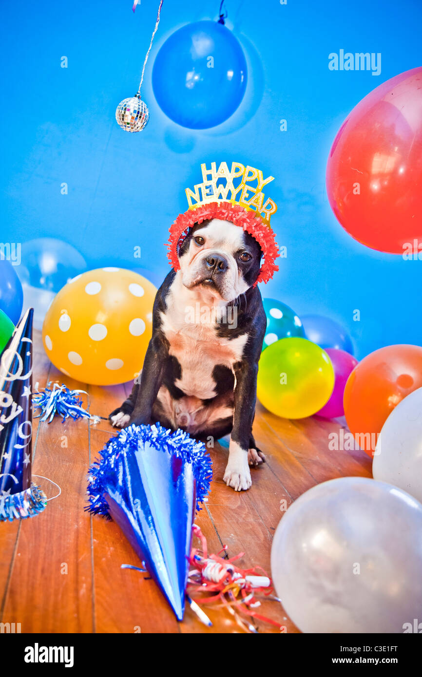 Cani da festa con cappelli e palloncini Foto Stock