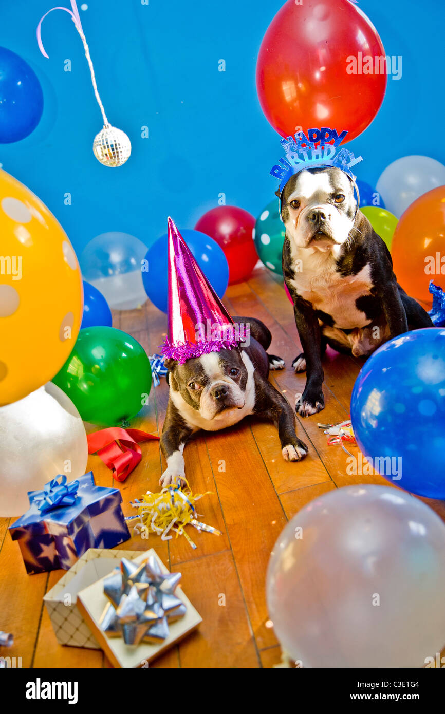 Cani da festa con cappelli e palloncini Foto Stock