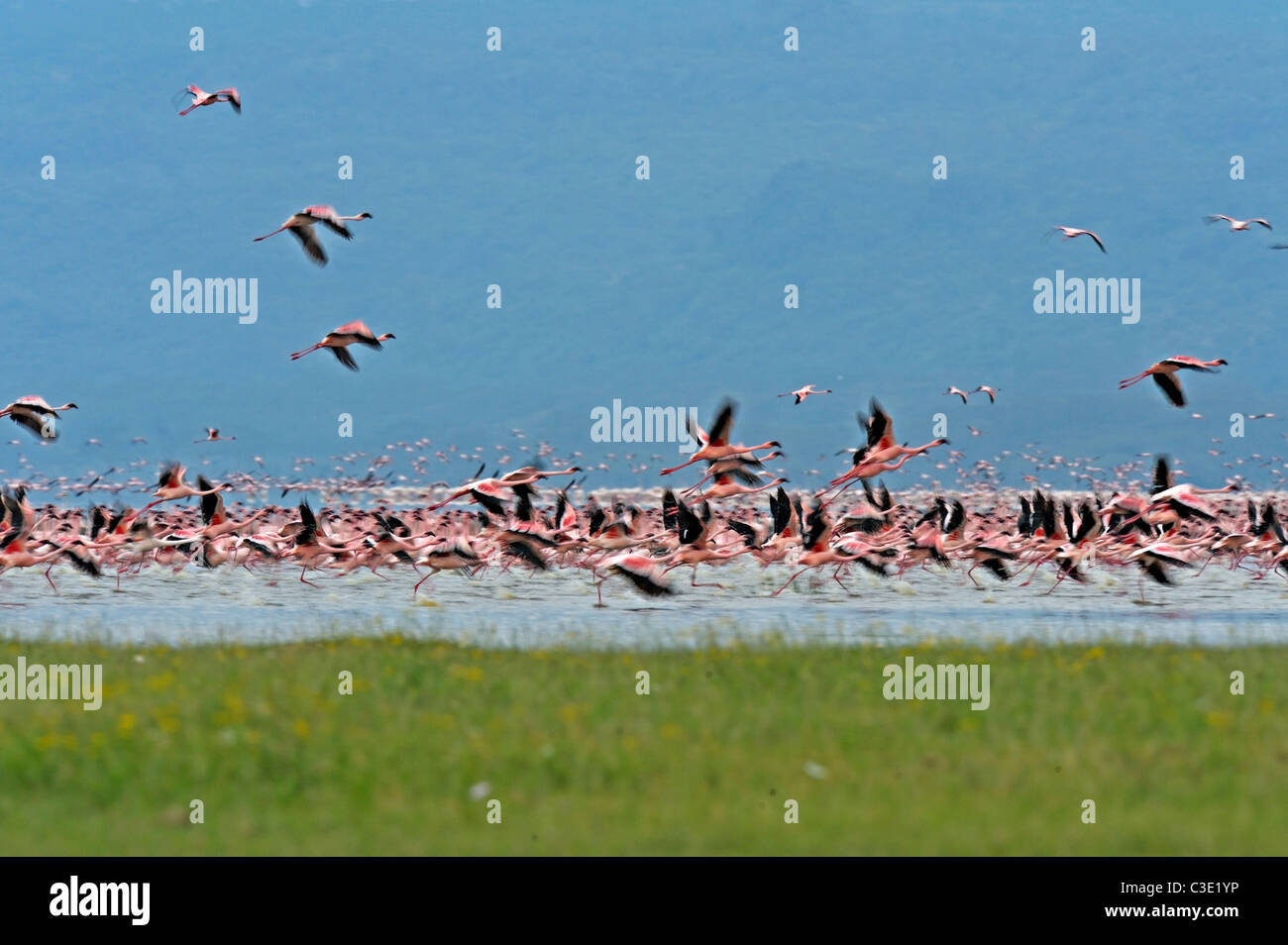 I fenicotteri in Lake Nakuru, Kenya Foto Stock