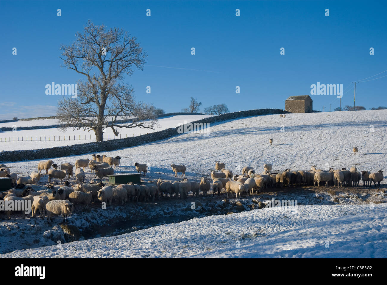 Alimentazione di pecora nella neve in una fattoria vicino a Helton, Lake District, Cumbria Foto Stock