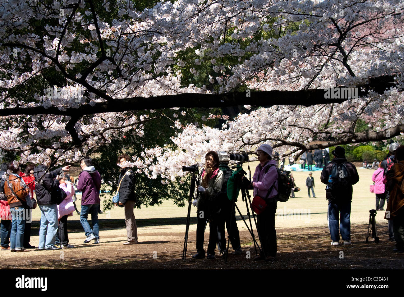 Fotografi durante la fioritura dei ciliegi in festa a Tokyo Foto Stock